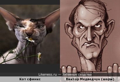 Виктор Медведчук на карикатуре (художник Юрий Журавель) похож на этого кота