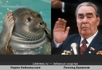 Байкальский тюлень напомнил Леонида Ильича Брежнева