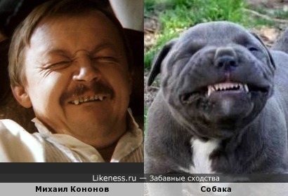Собака напоминает Михаила Кононова