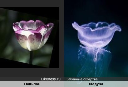 Медуза напоминает тюльпан