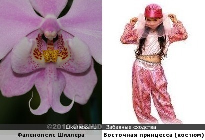 Фаленопсис Шиллера напоминает костюм восточной принцессы