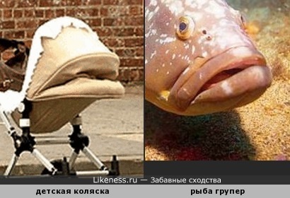 Детская коляска напоминает рыбу групера