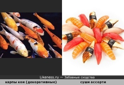 Эти рыбки - не для суши, только для пруда.)