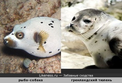 Рыба-собака напоминает гренландского тюленя