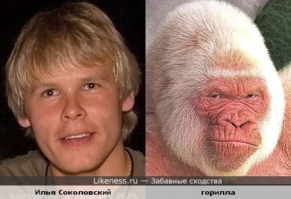 Илья Соколовский похож на гориллу-альбиноса